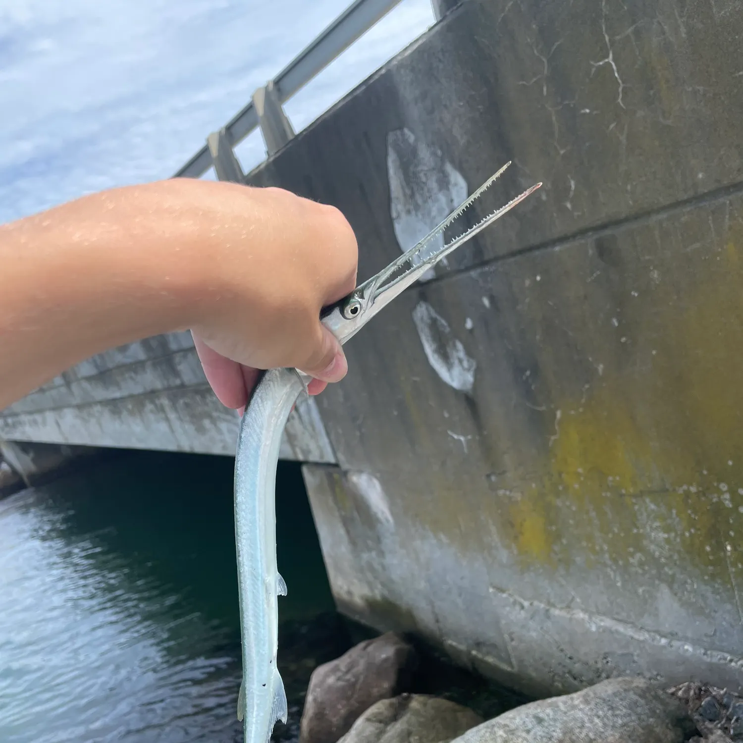 Atlantic needlefish caught on Fishbrain