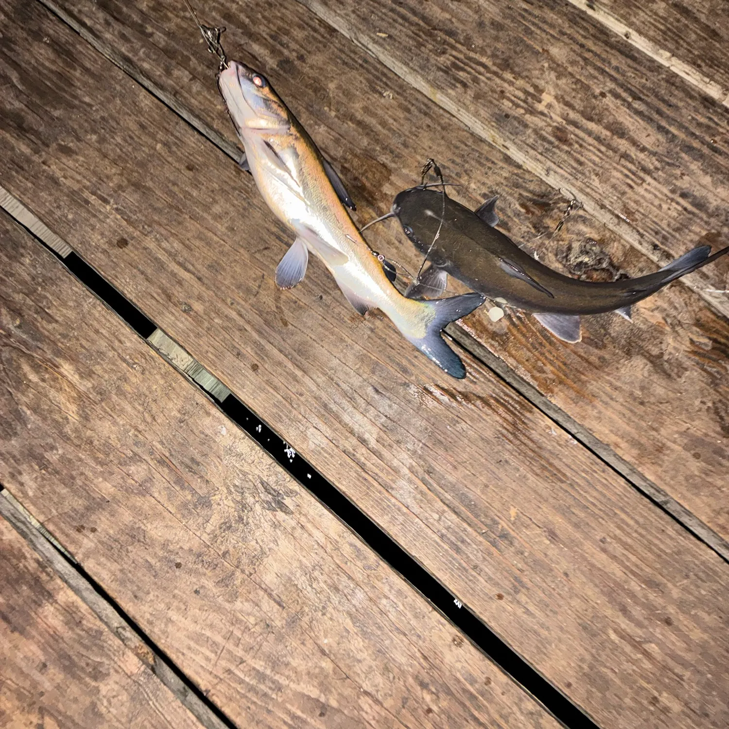 Hardhead sea catfish caught on Fishbrain