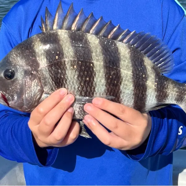 The most recent Sheepshead catches on Fishbrain