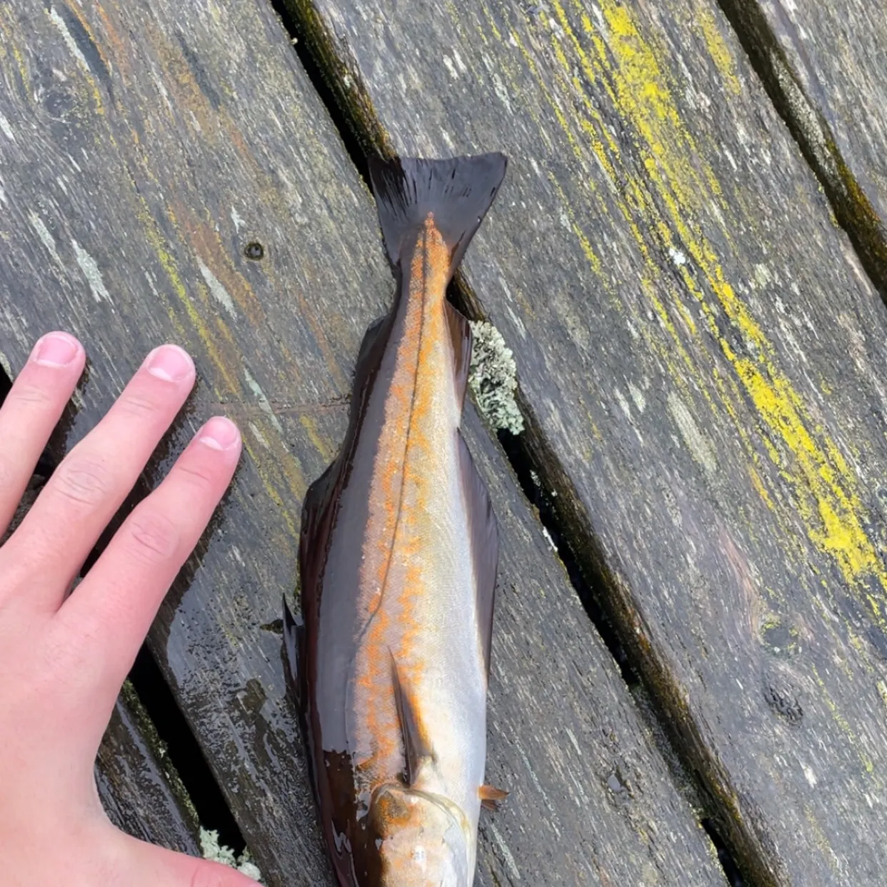 Pollack caught on Fishbrain