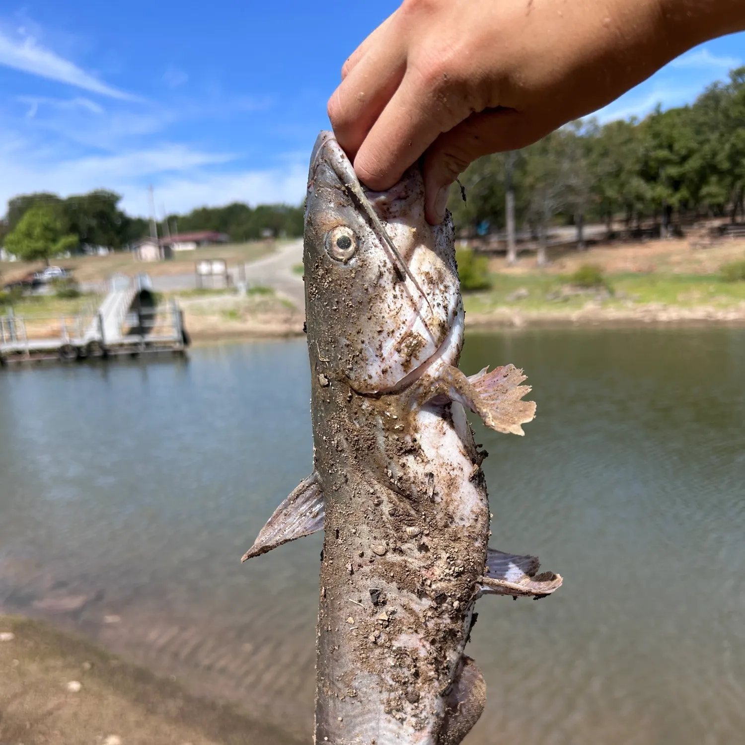 Channel catfish caught on Fishbrain