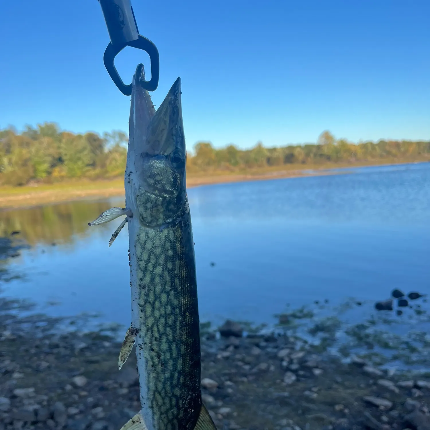 Chain pickerel caught on Fishbrain