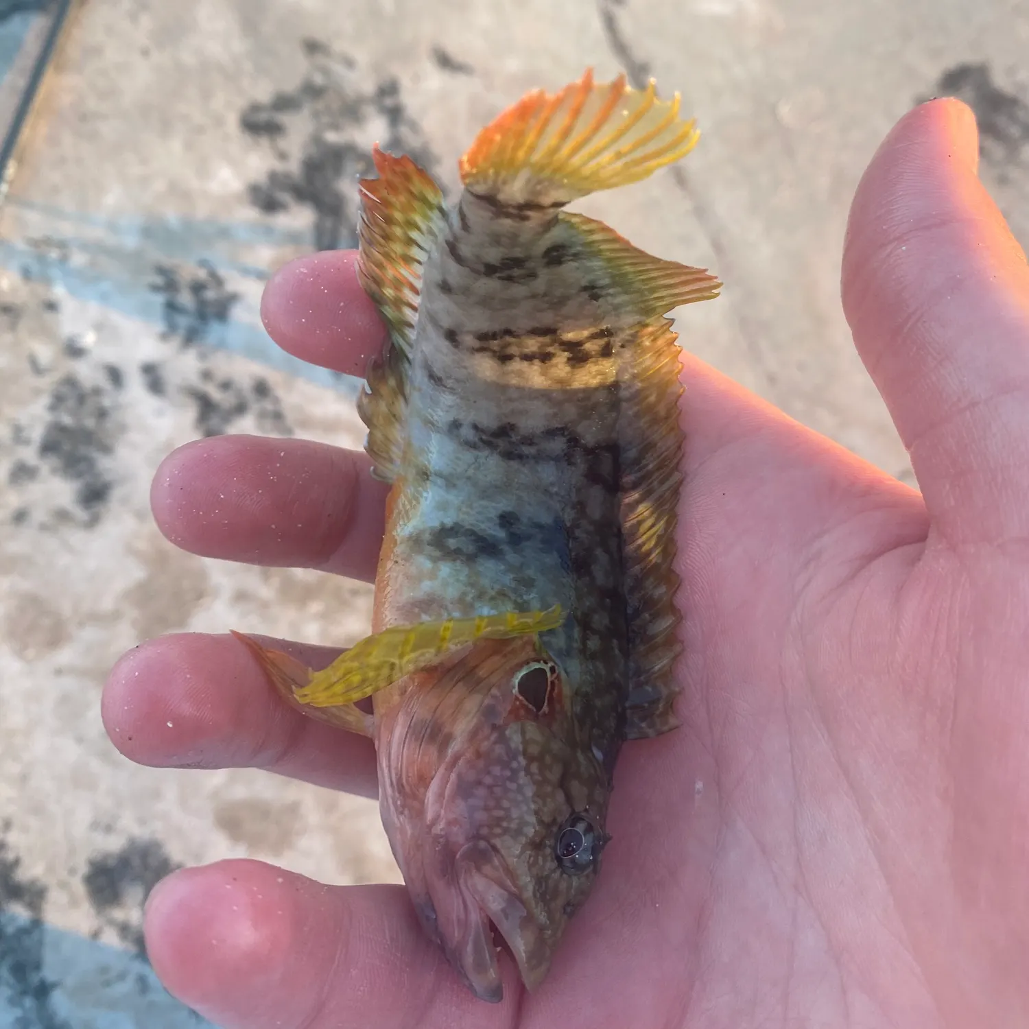 The most recent Banded sculpin catches on Fishbrain