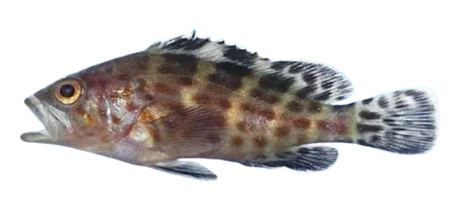 Spotted grouper