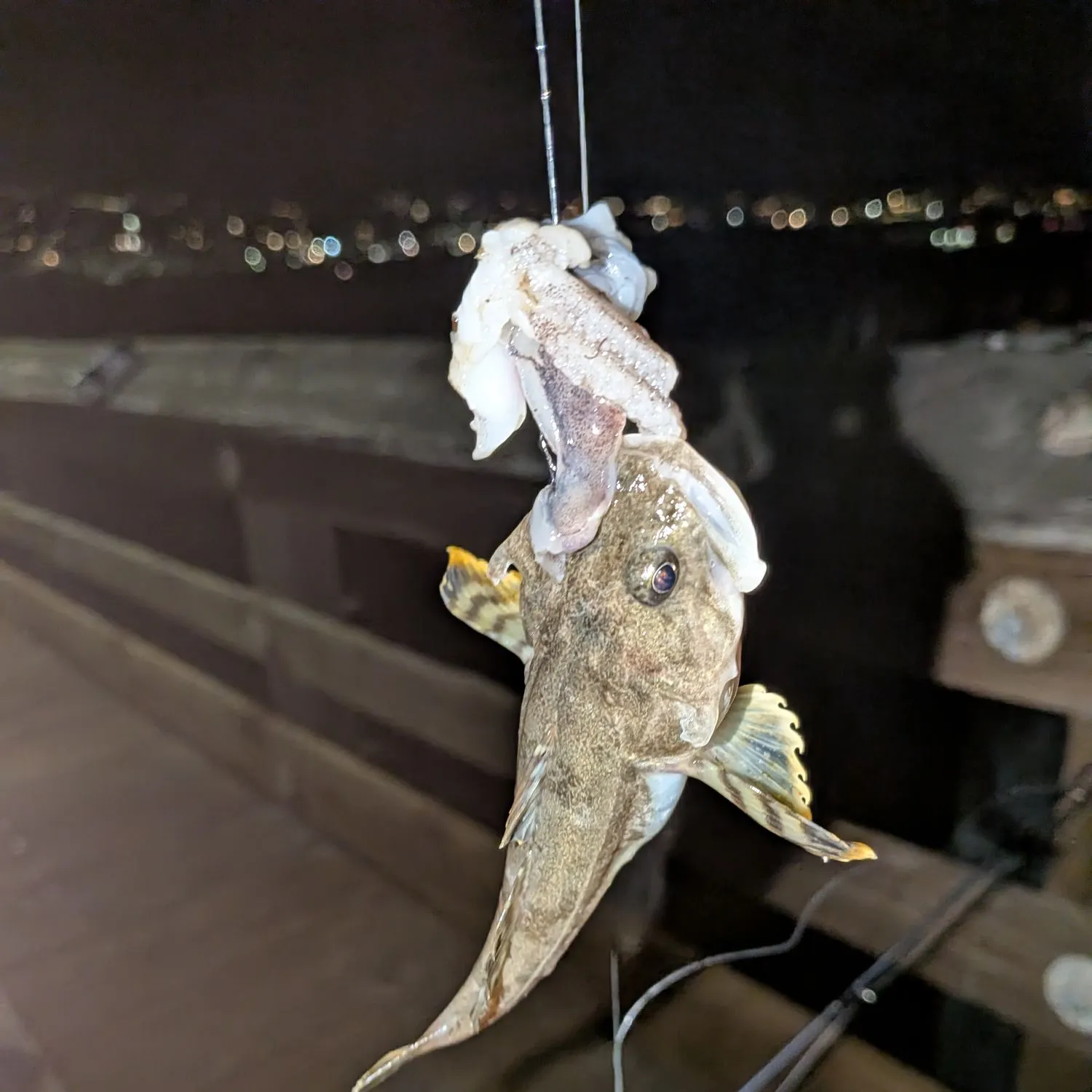 The most recent California scorpionfish catches on Fishbrain