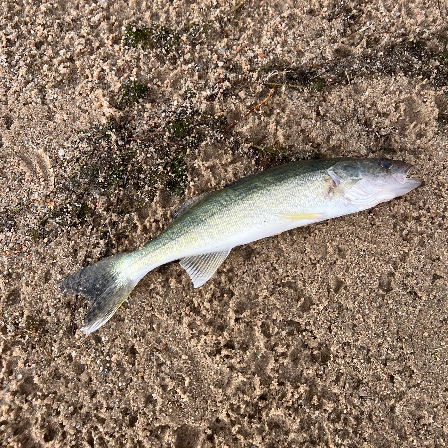 Walleye caught on Fishbrain