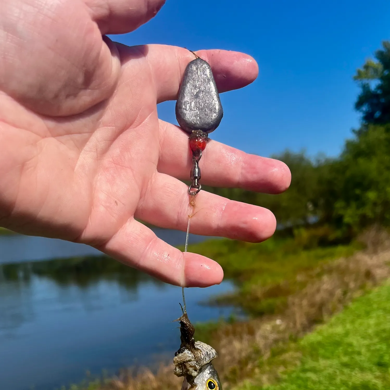 Yellow perch caught on Fishbrain