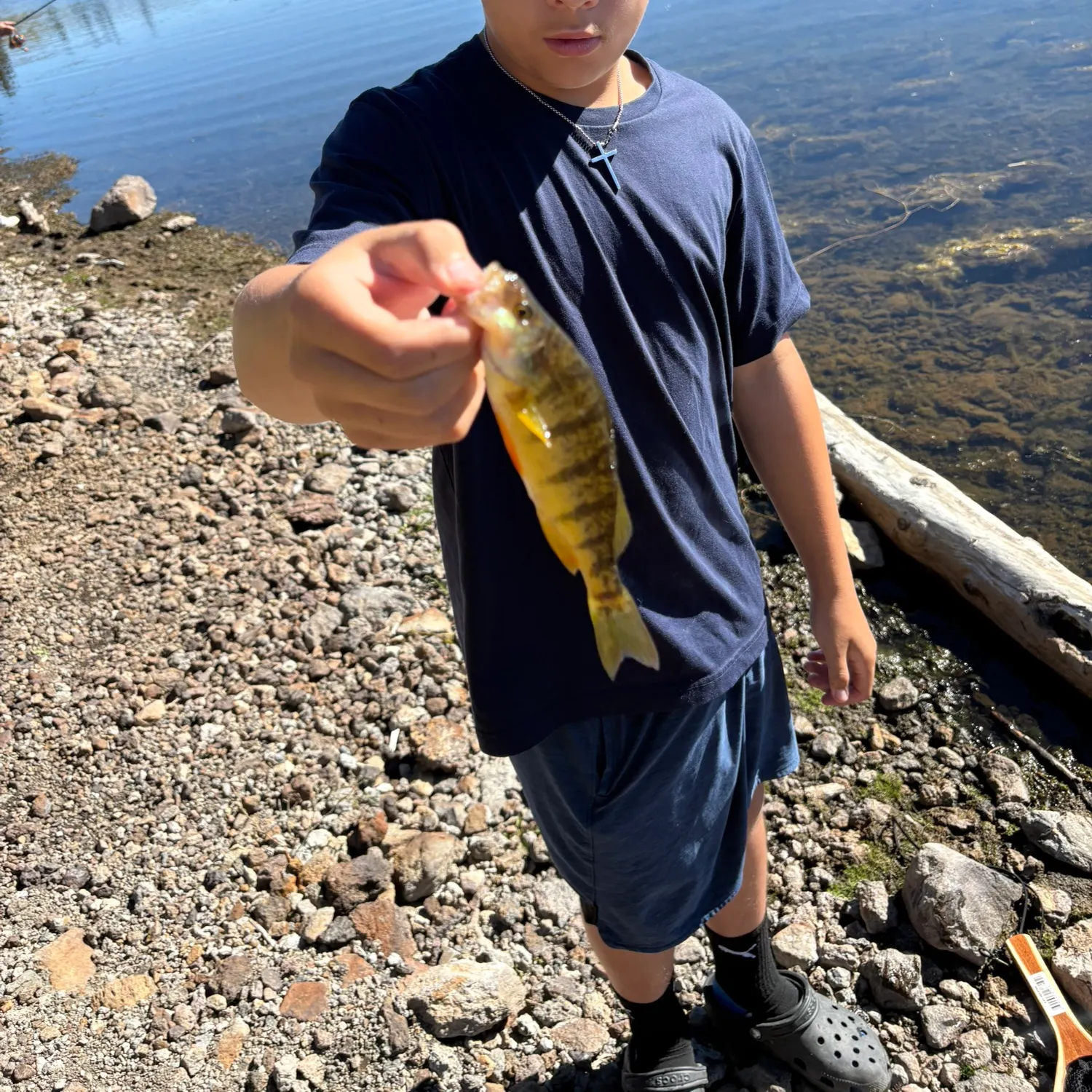 Yellow perch caught on Fishbrain