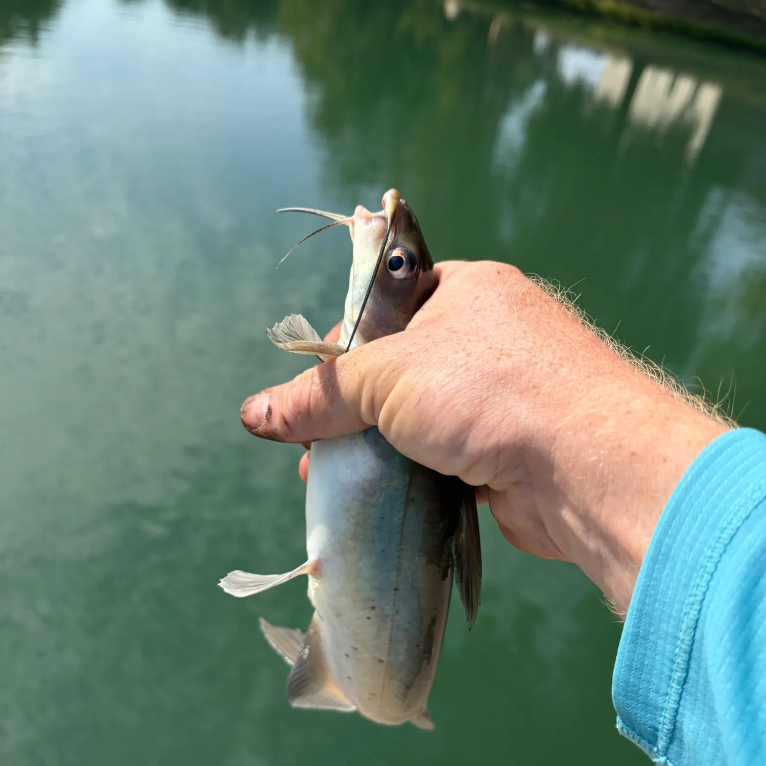 Channel catfish caught on Fishbrain