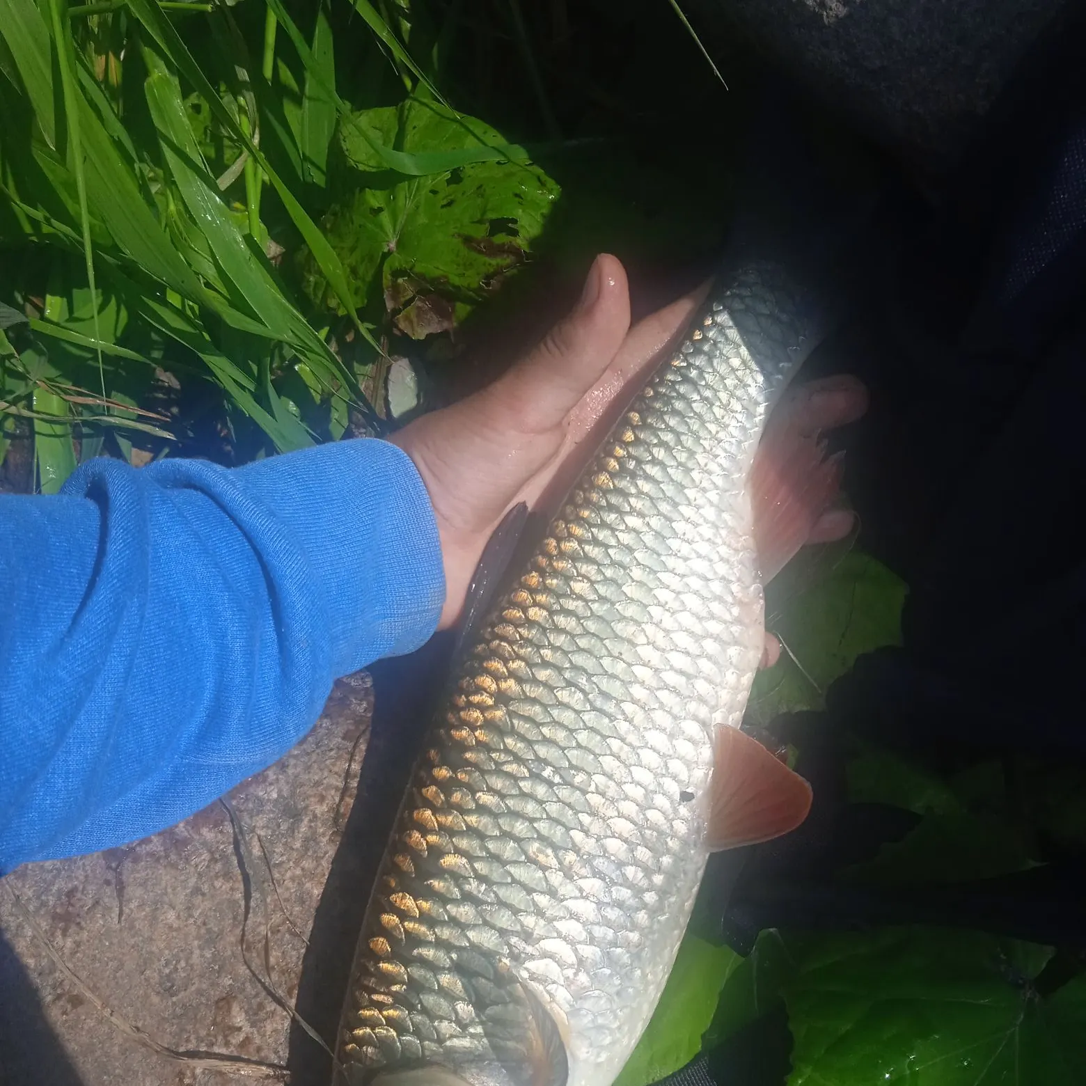 European chub caught on Fishbrain
