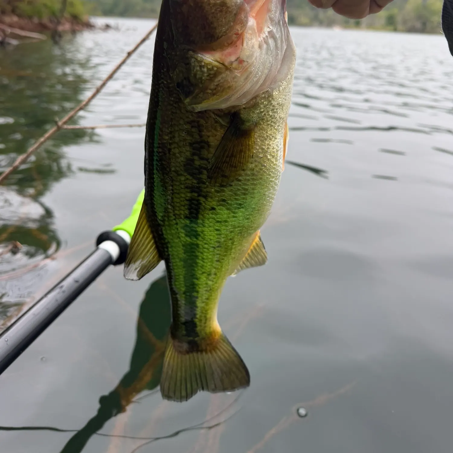 Largemouth bass caught on Fishbrain