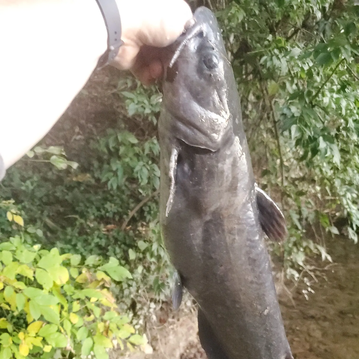 Channel catfish caught on Fishbrain