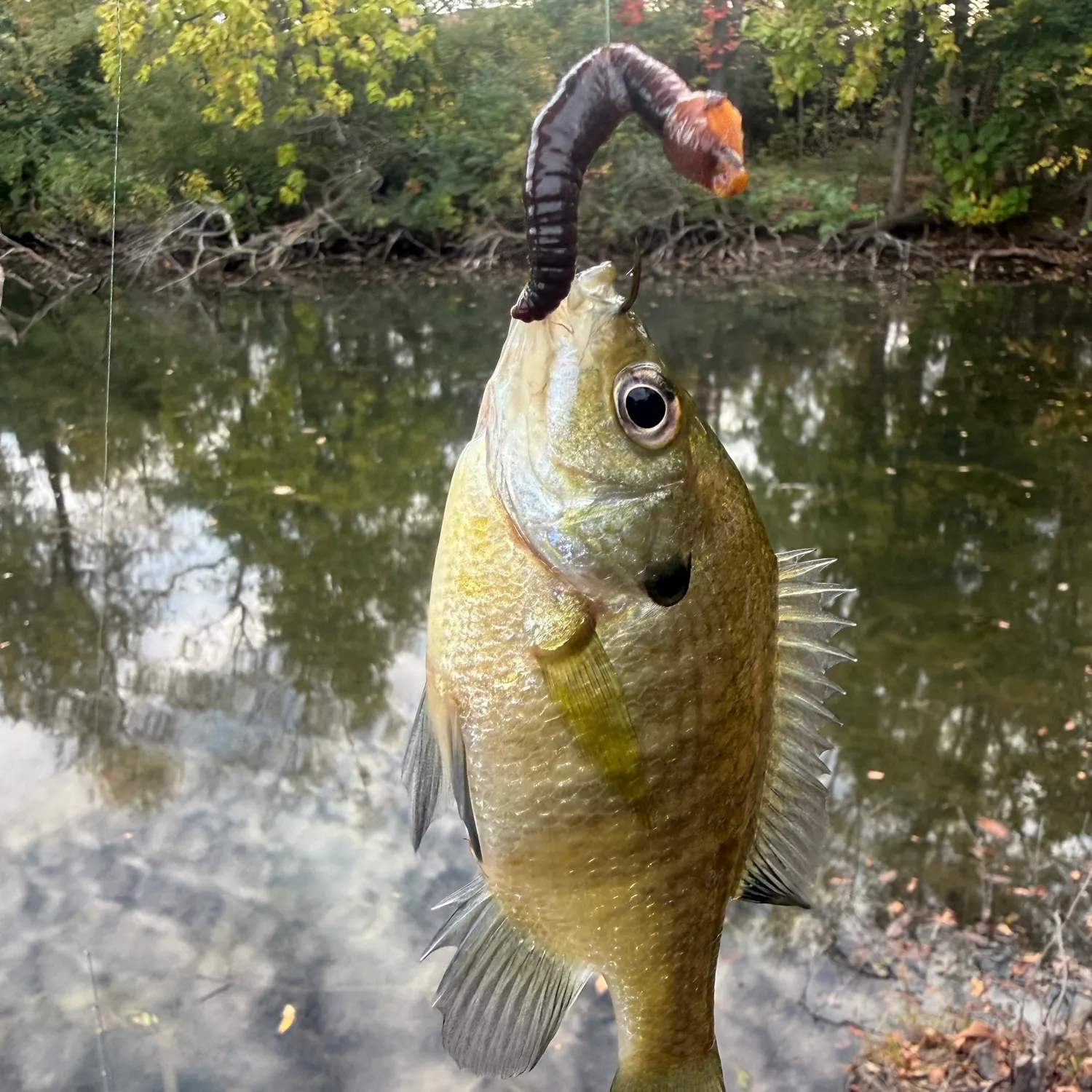 Bluegill caught on Fishbrain