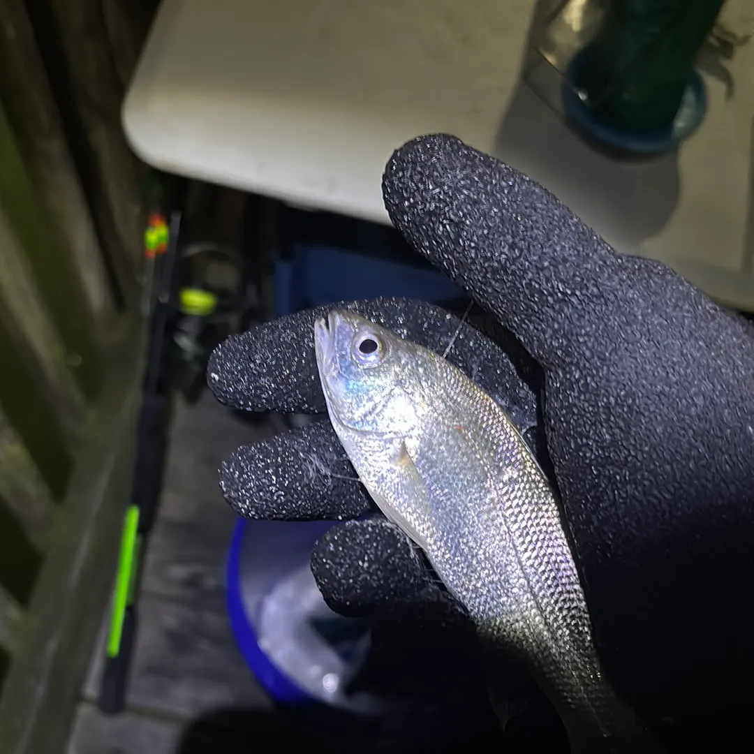 The most recent Silver perch catches on Fishbrain