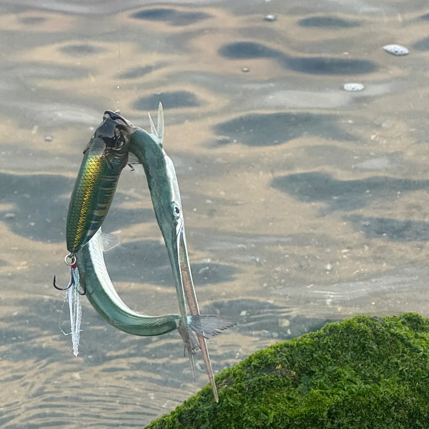 The most recent California needlefish catches on Fishbrain