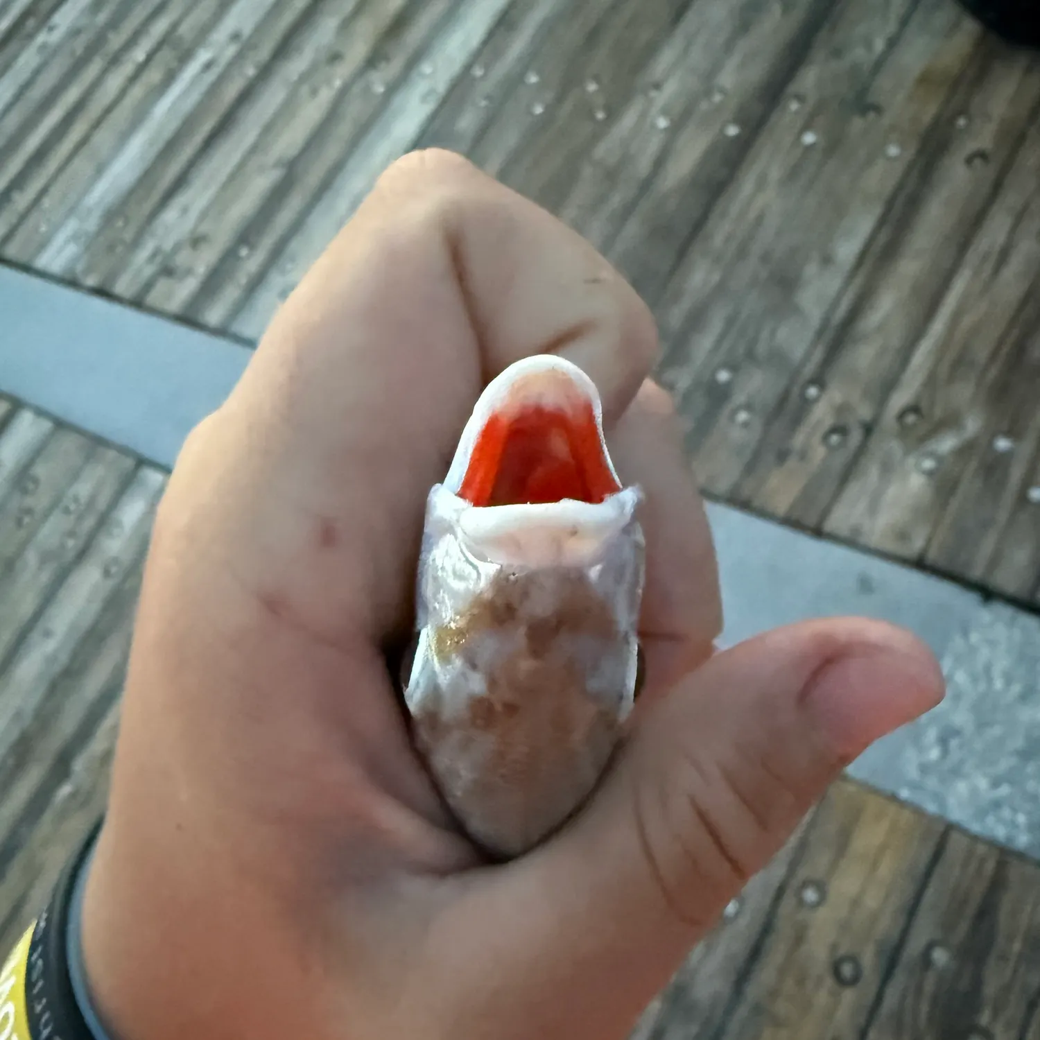 The most recent Rosy dwarf monocle bream catches on Fishbrain