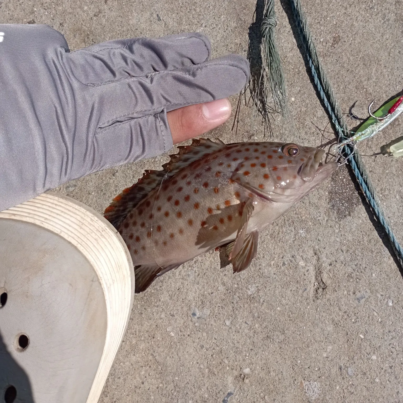 The most recent Orange-spotted grouper catches on Fishbrain