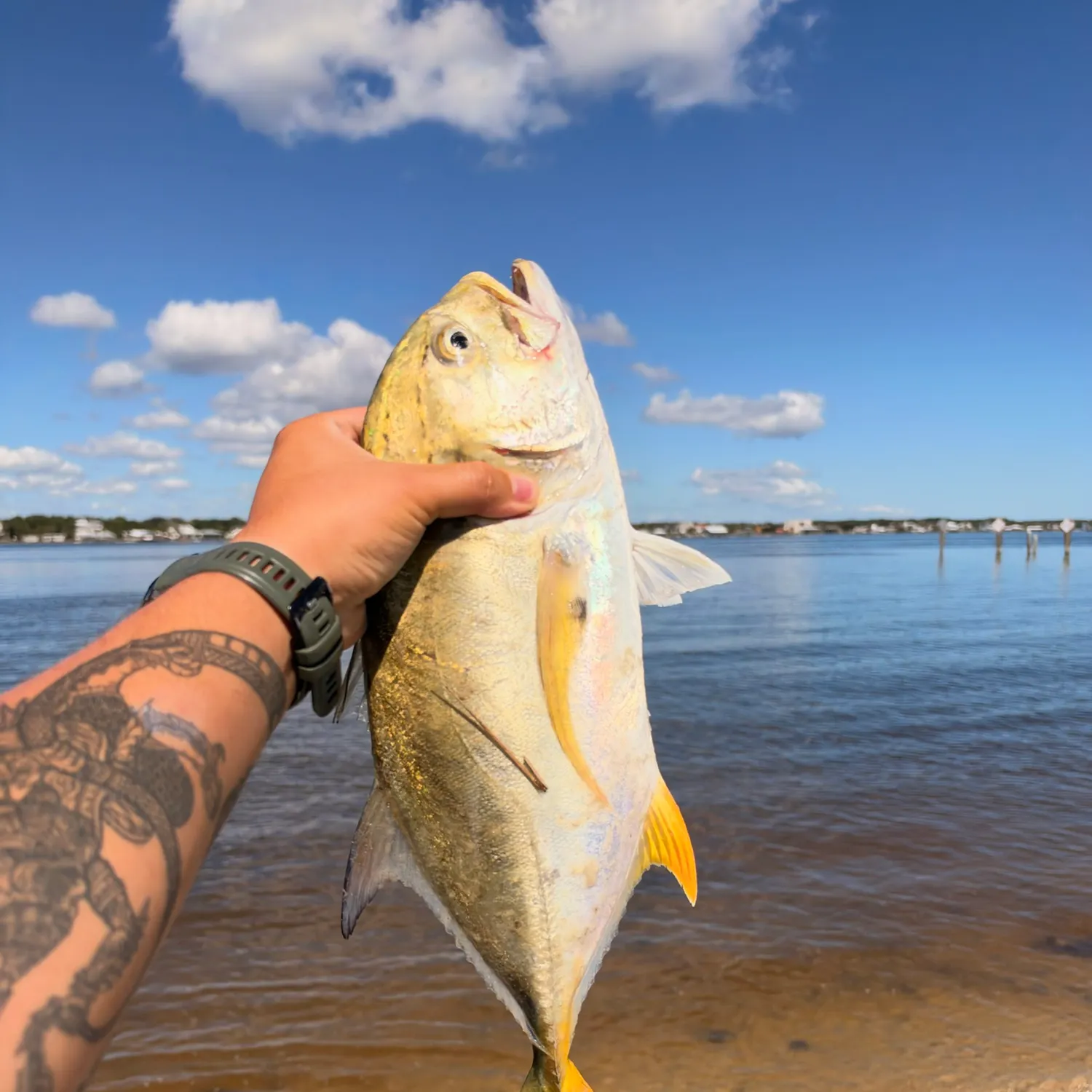 Crevalle jack caught on Fishbrain