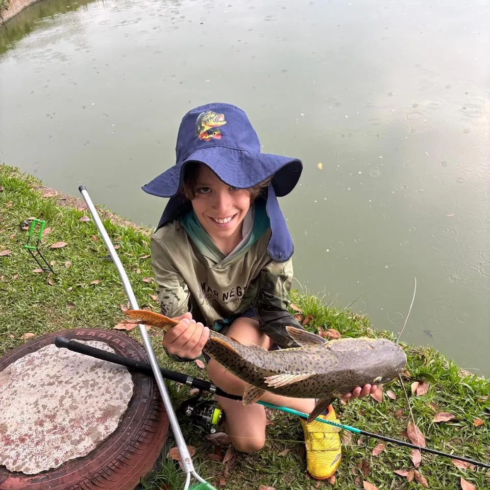 Redtail catfish caught on Fishbrain