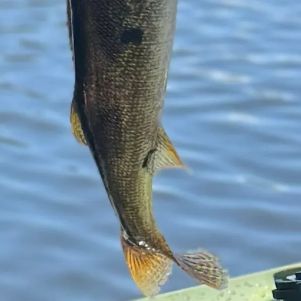 The most recent Saugeye catches on Fishbrain