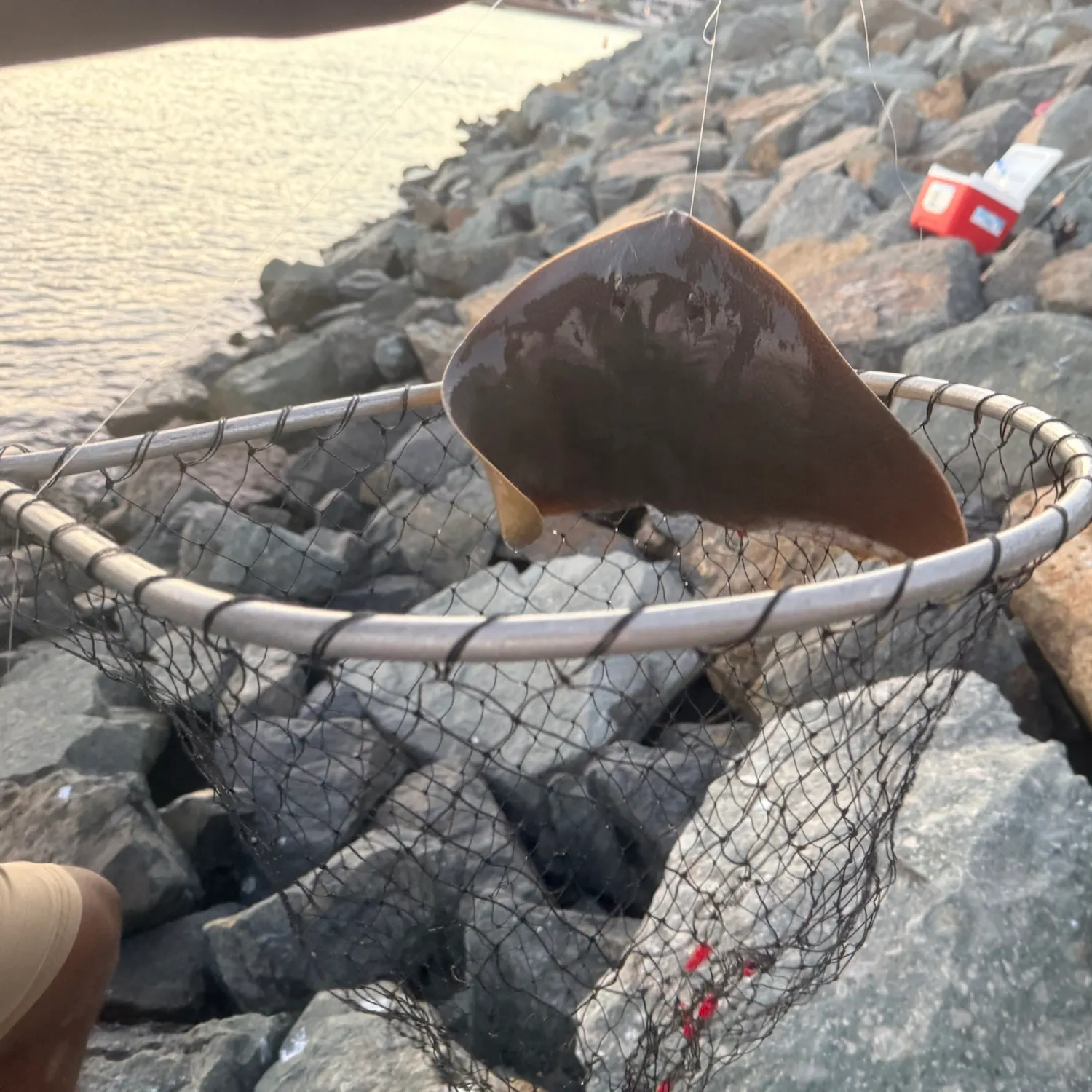 The most recent California butterfly ray catches on Fishbrain