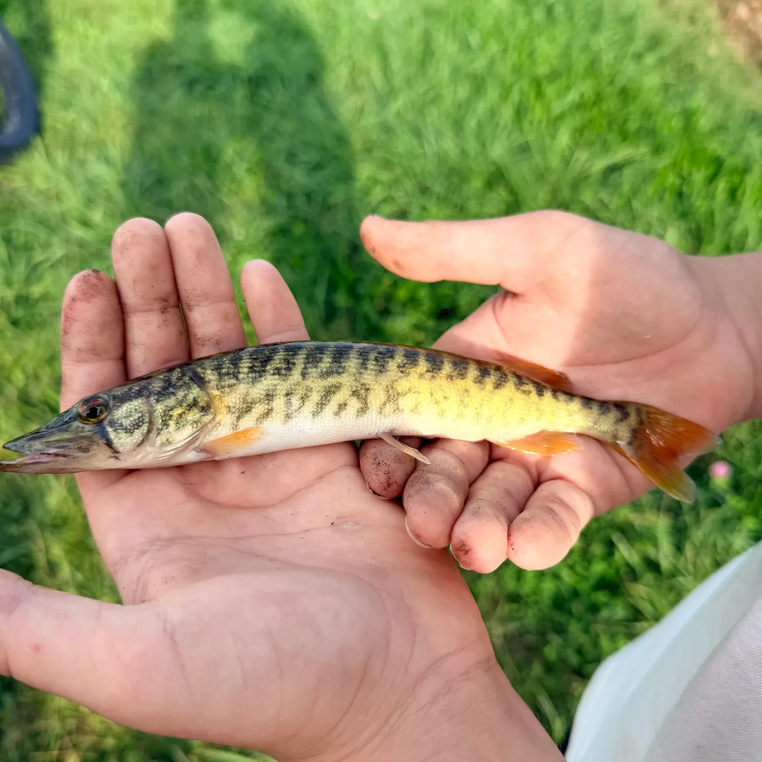 Grass pickerel caught on Fishbrain