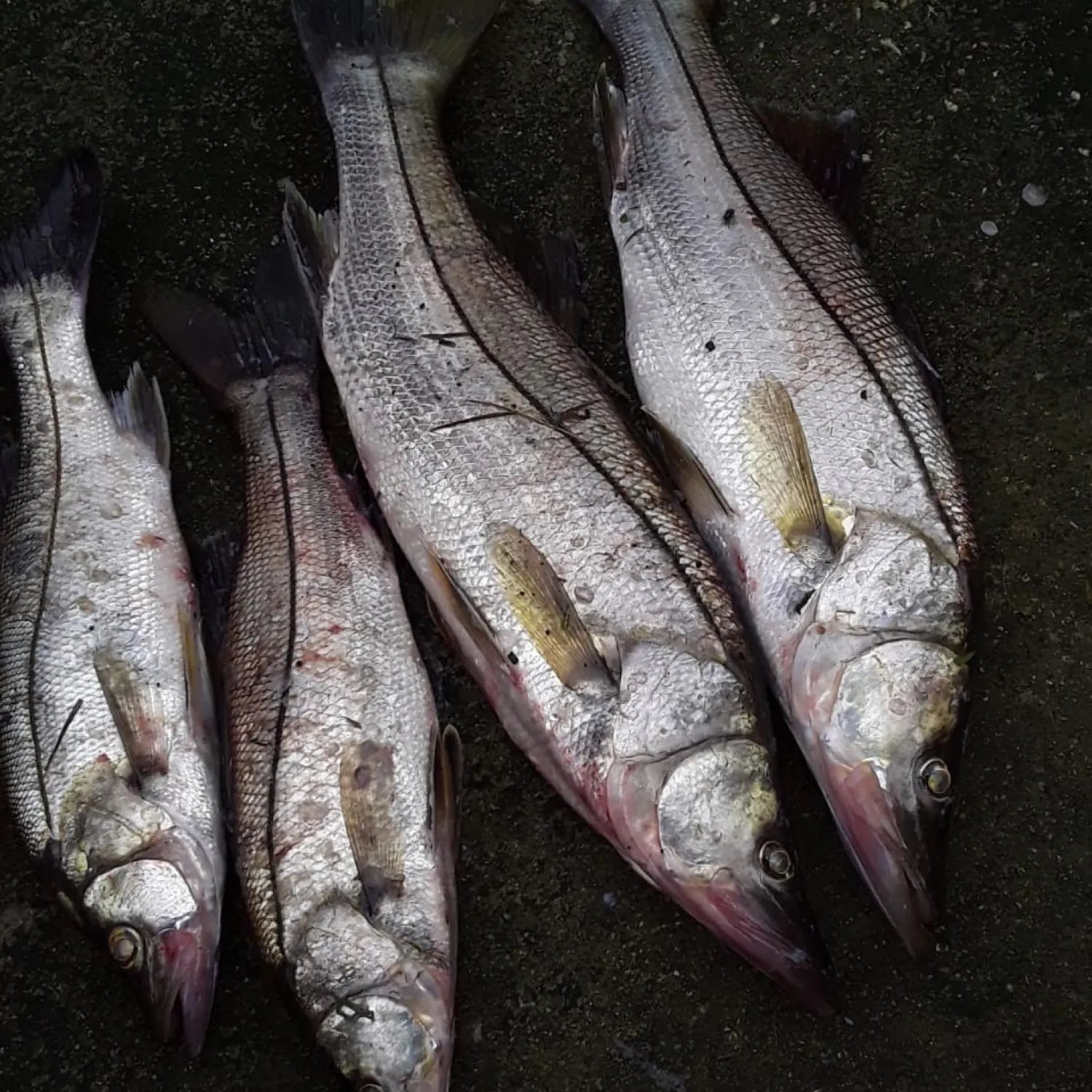 recently logged catches