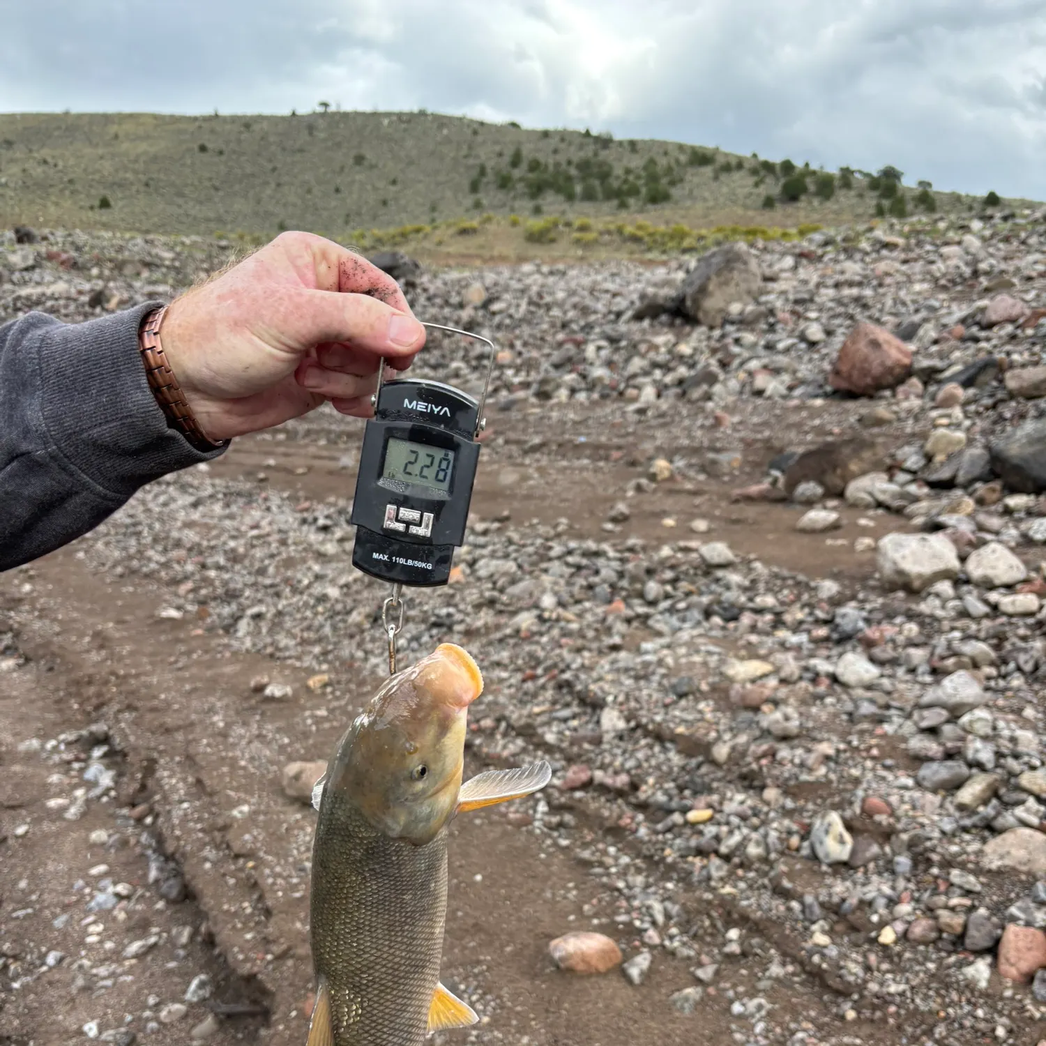 The most recent Utah sucker catches on Fishbrain