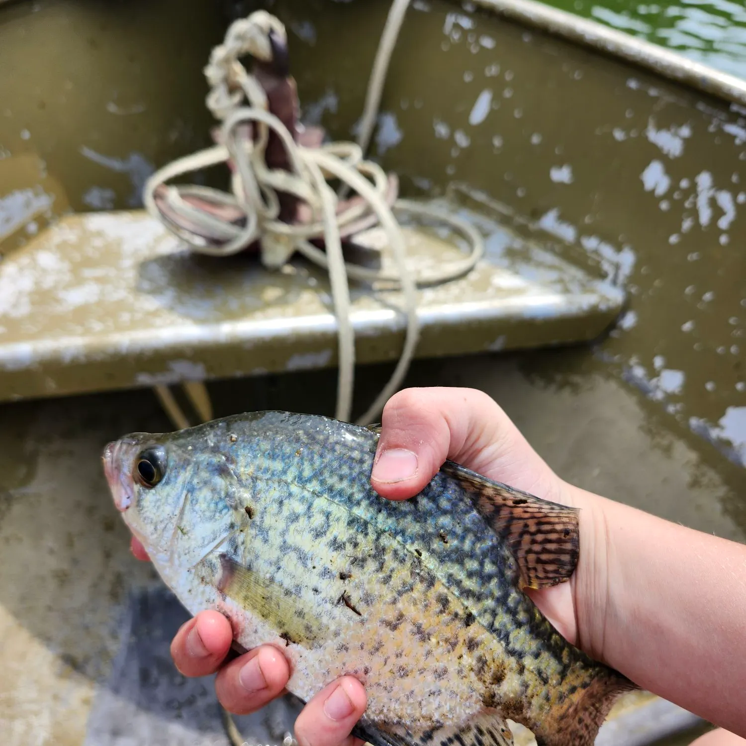Black crappie caught on Fishbrain