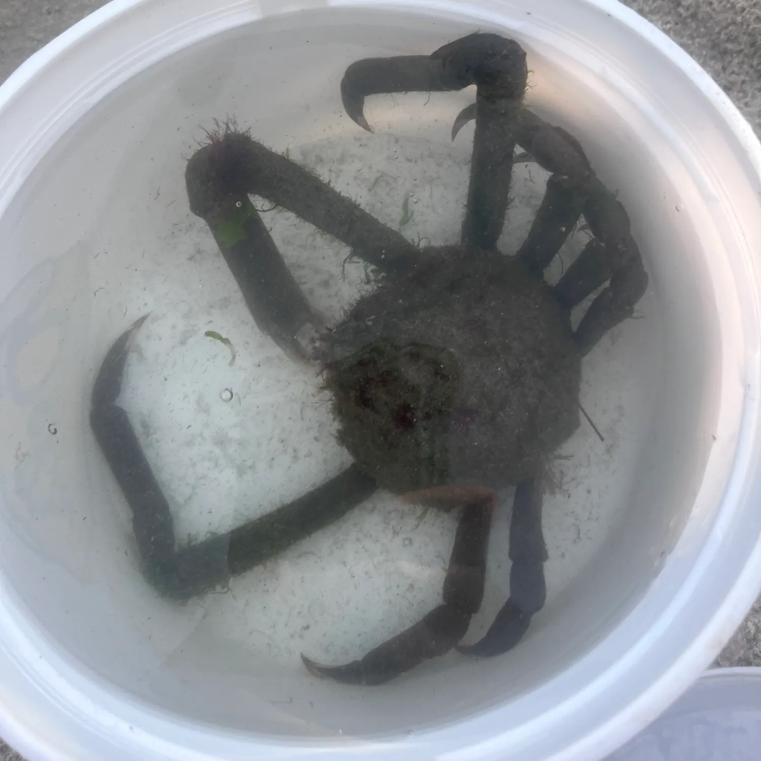 Portly spider crab caught on Fishbrain