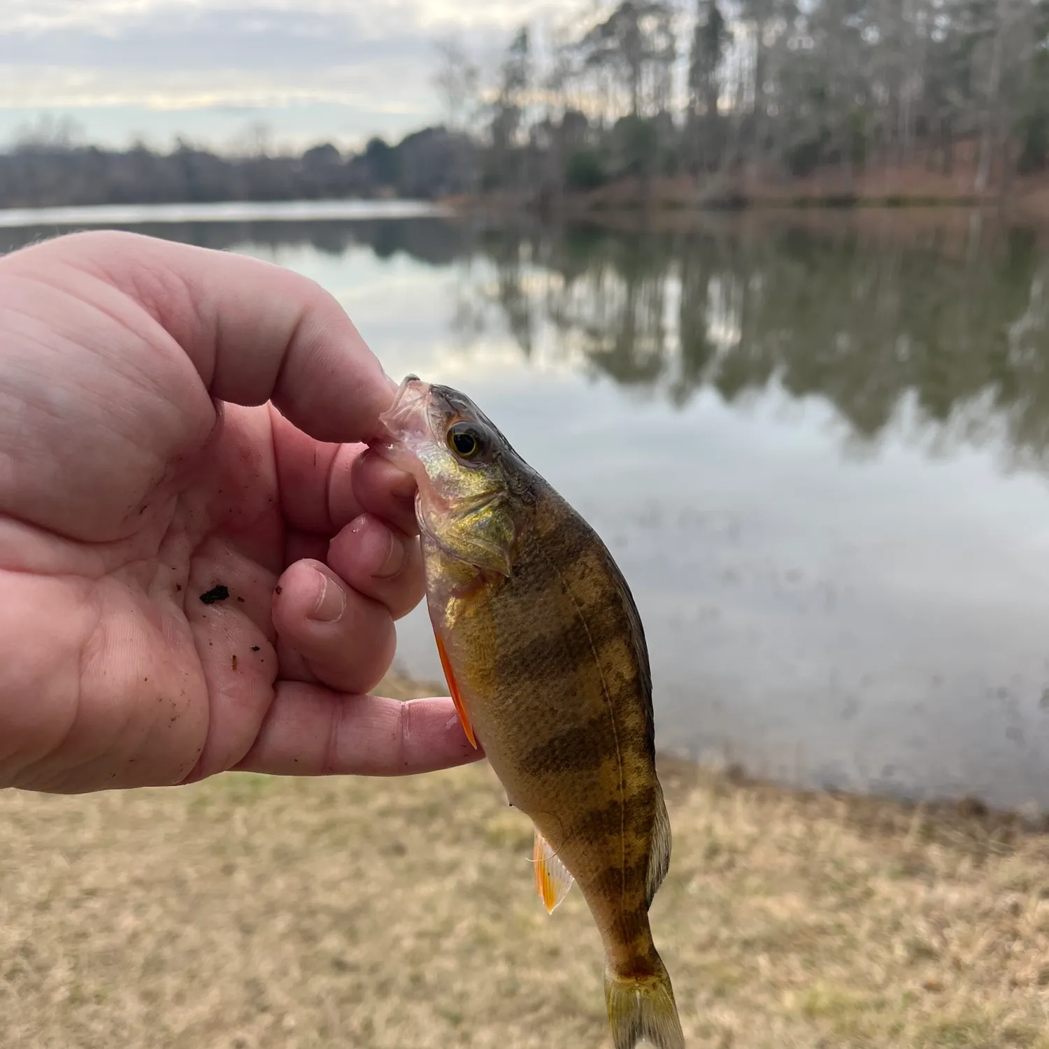 The most recent Yellow perch catches on Fishbrain