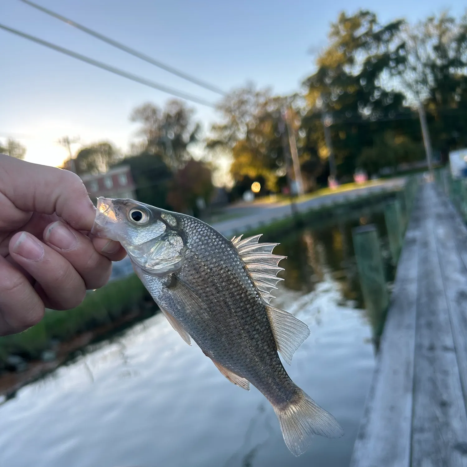 The most recent White perch catches on Fishbrain