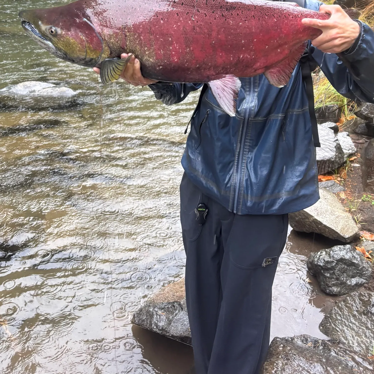 Chinook salmon caught on Fishbrain