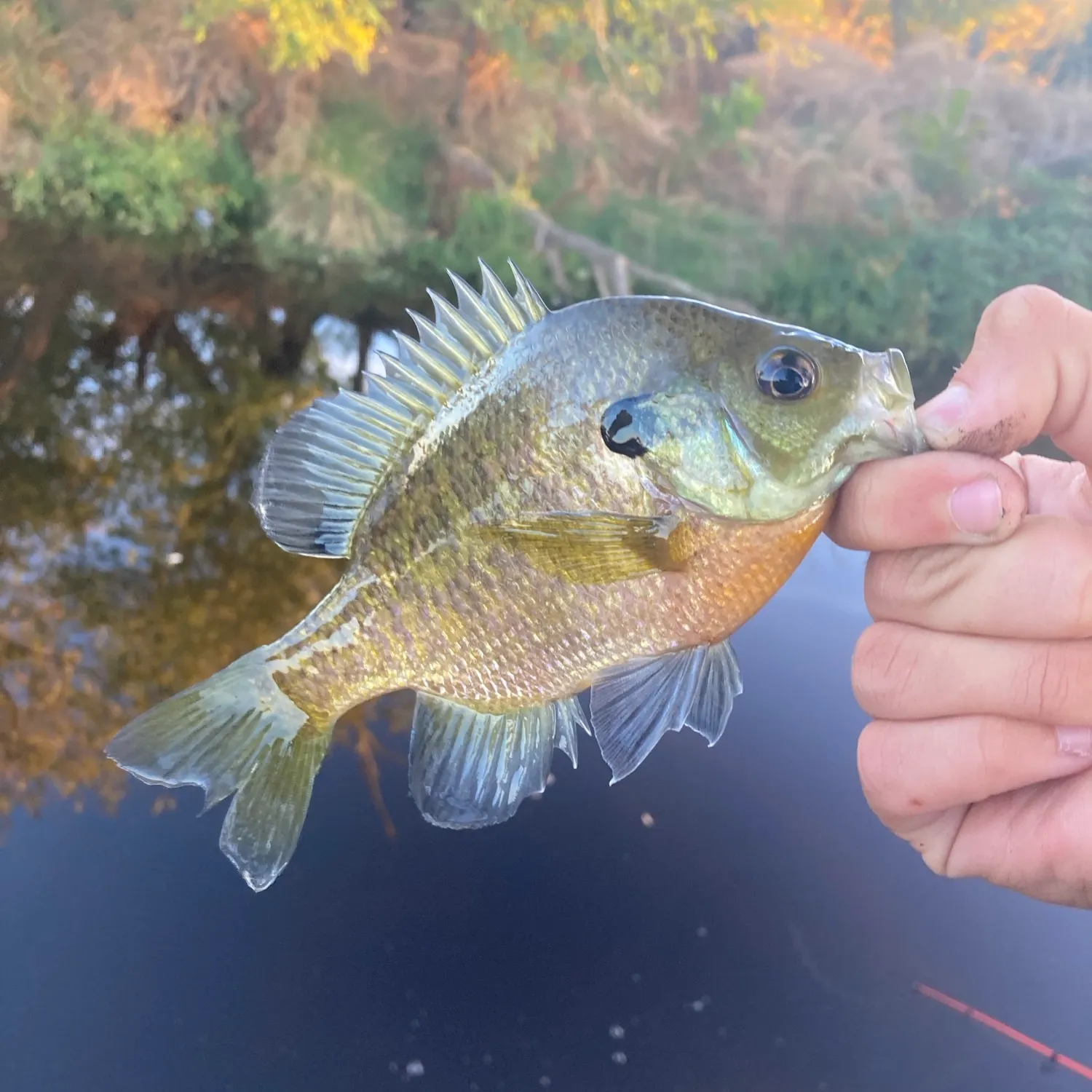 The most recent Bluegill catches on Fishbrain