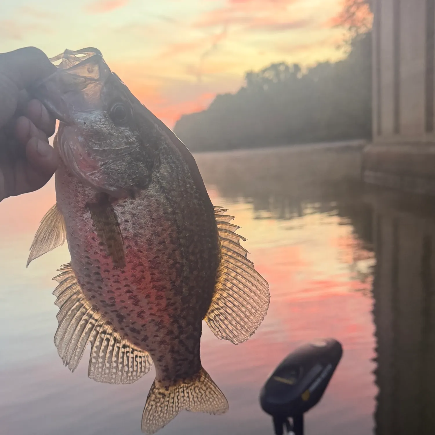 Black crappie caught on Fishbrain