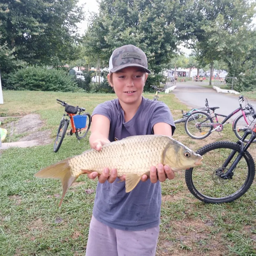 Common carp caught on Fishbrain