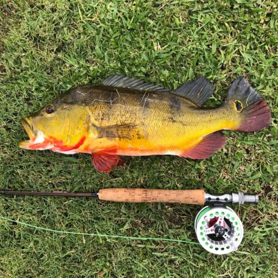 The most recent Butterfly peacock bass catches on Fishbrain
