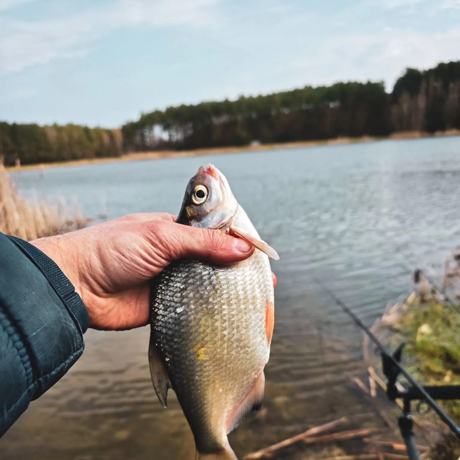 The most recent White bream catches on Fishbrain