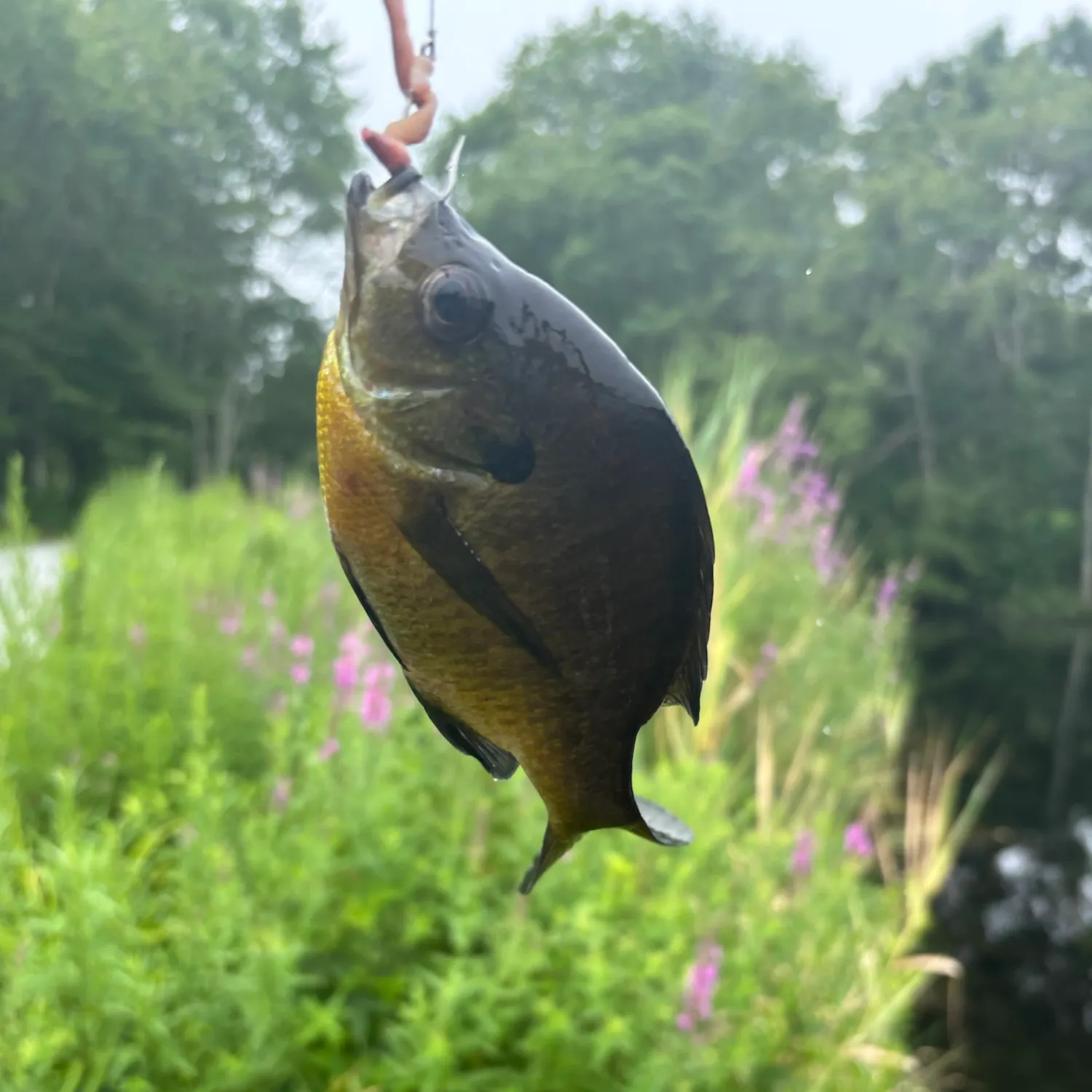 Bluegill caught on Fishbrain