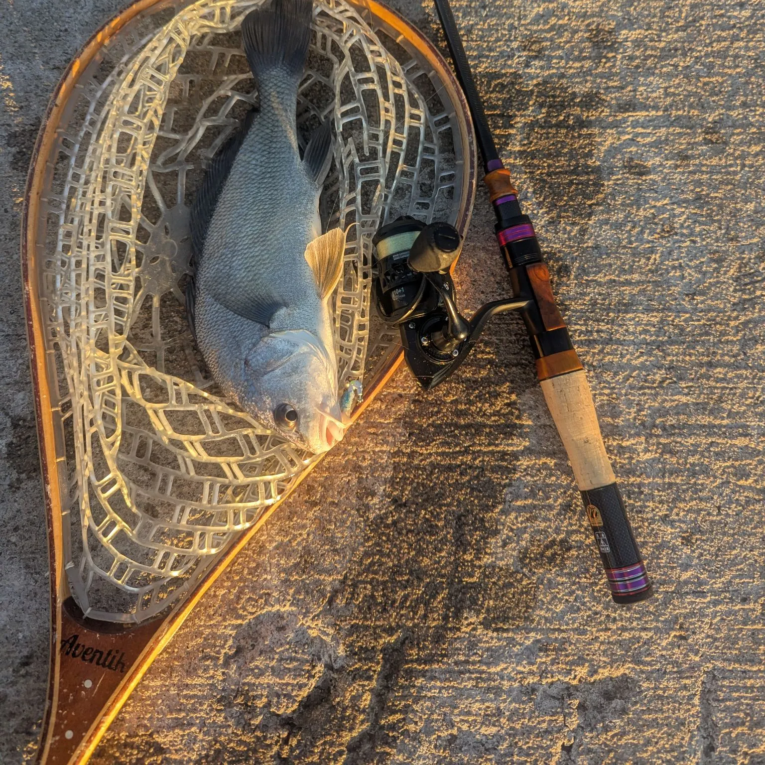Freshwater drum caught on Fishbrain