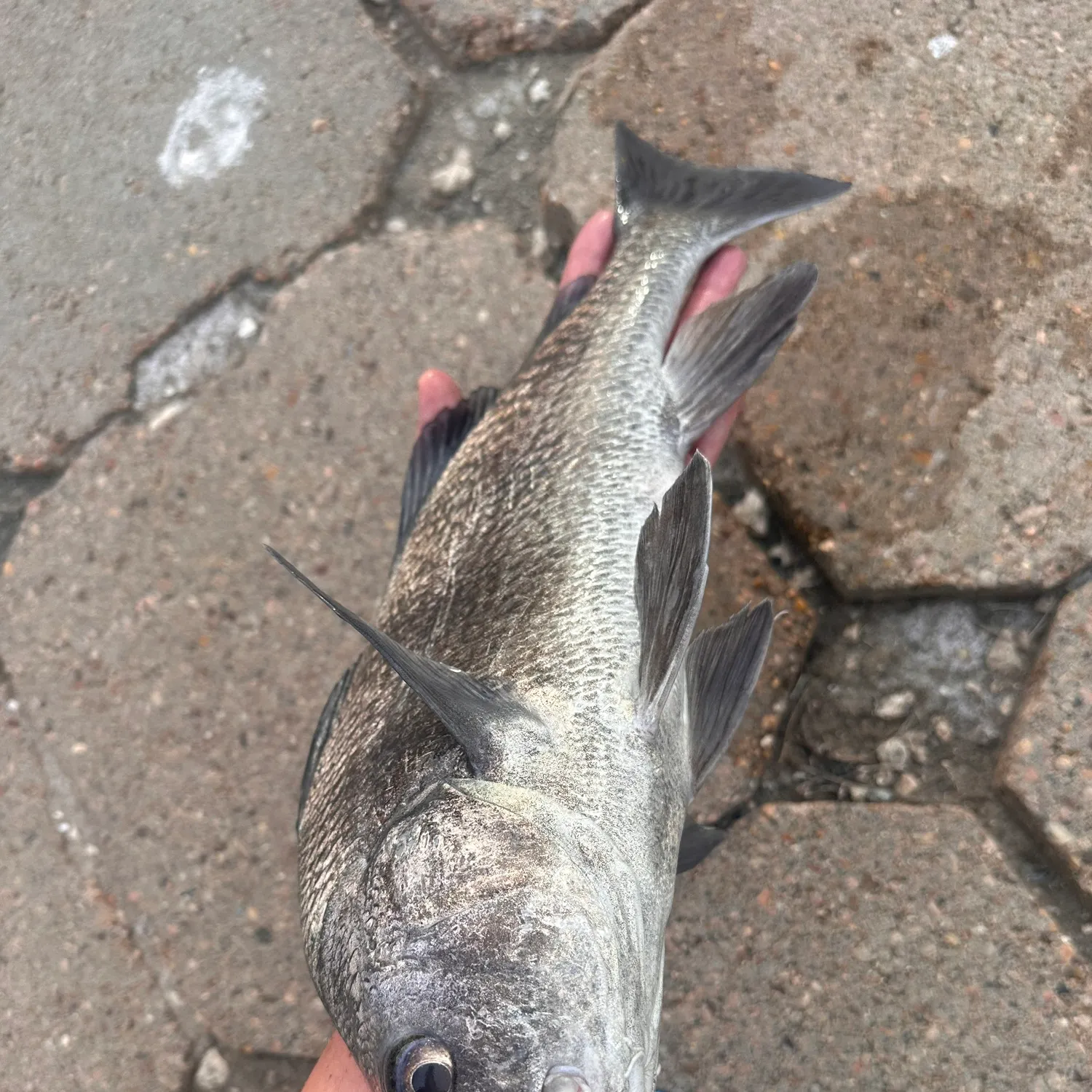 Black drum caught on Fishbrain