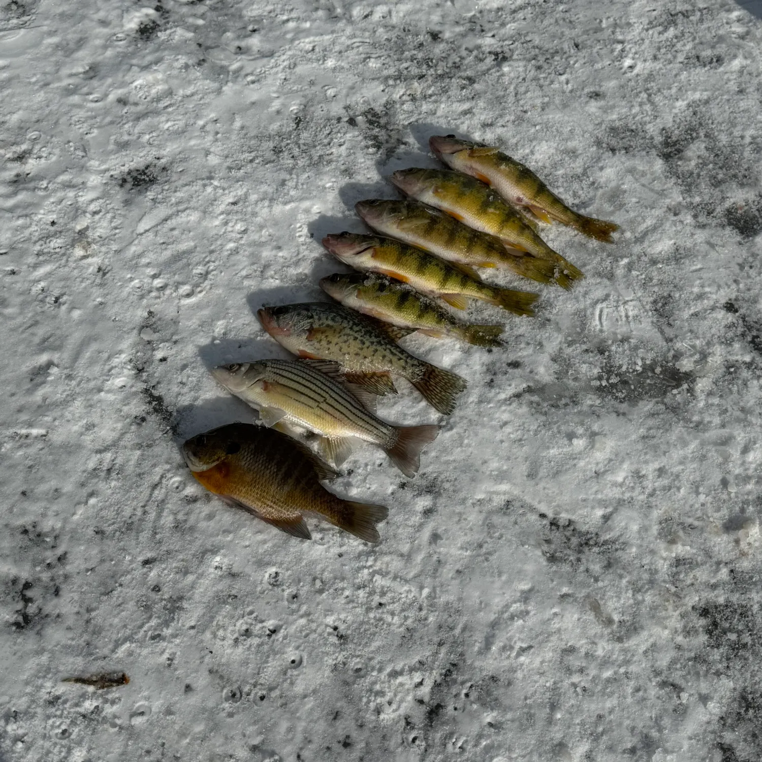 recently logged catches