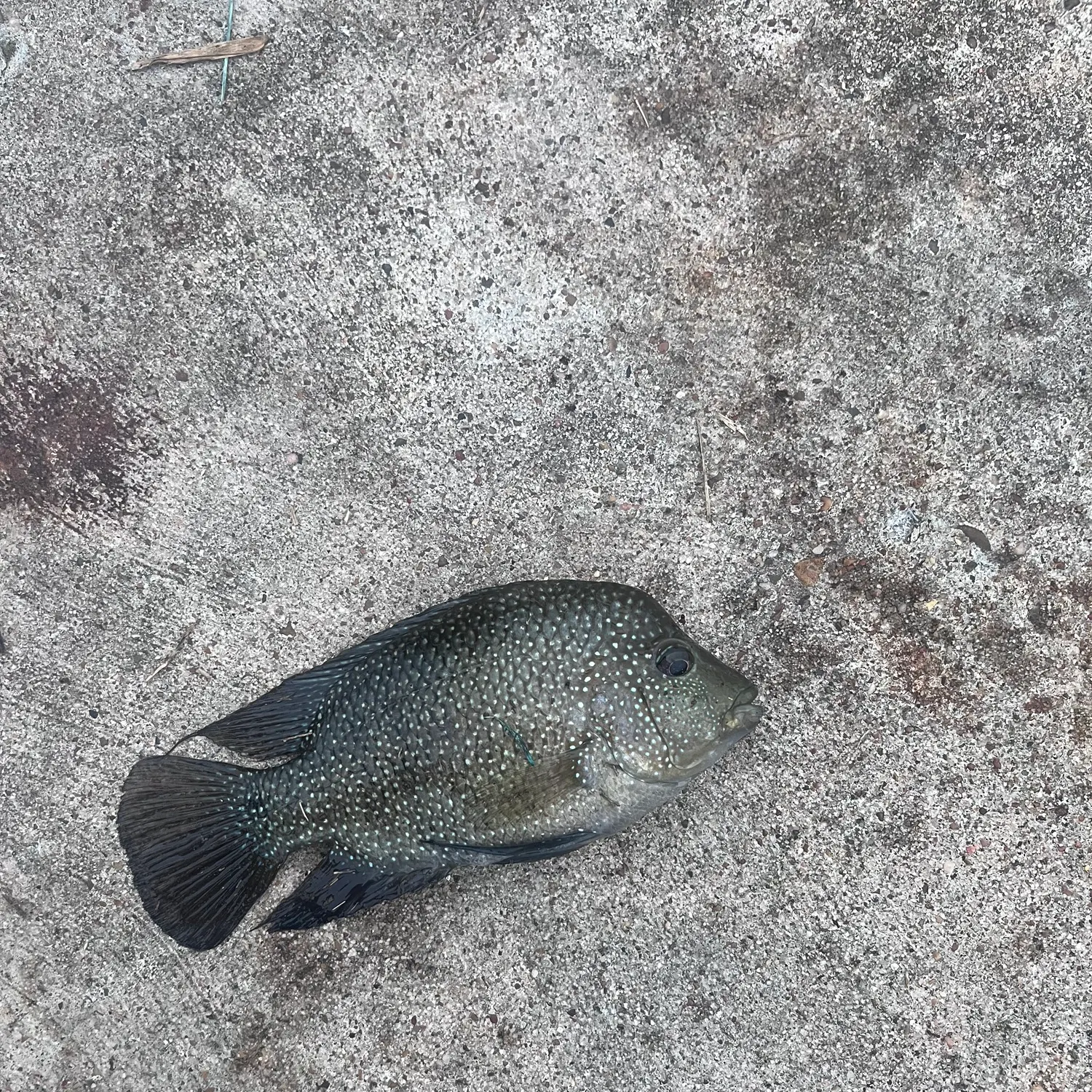 Rio Grande cichlid caught on Fishbrain