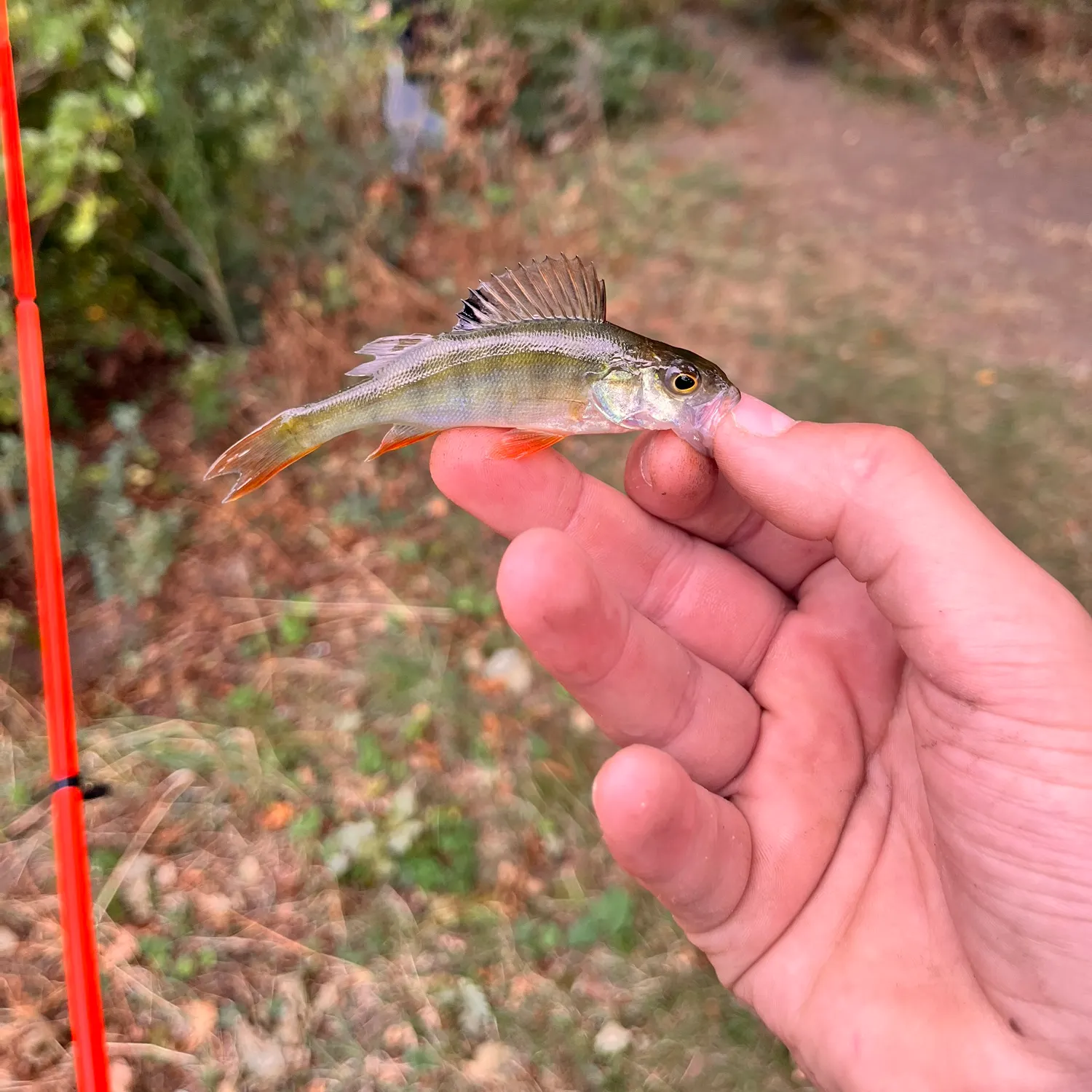 European perch caught on Fishbrain