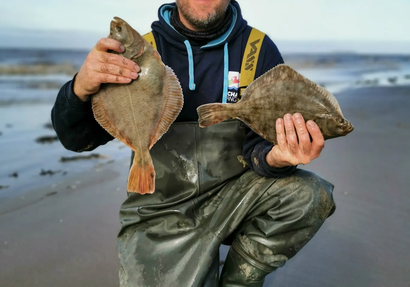 European flounder