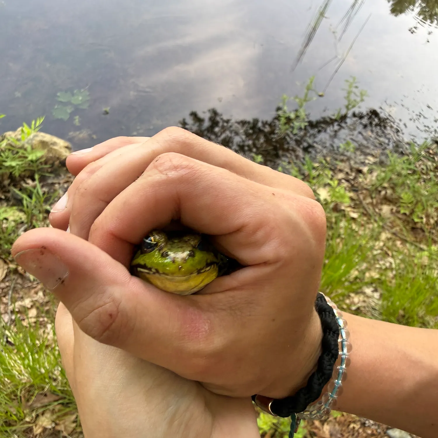 The most recent Frogface goby catches on Fishbrain