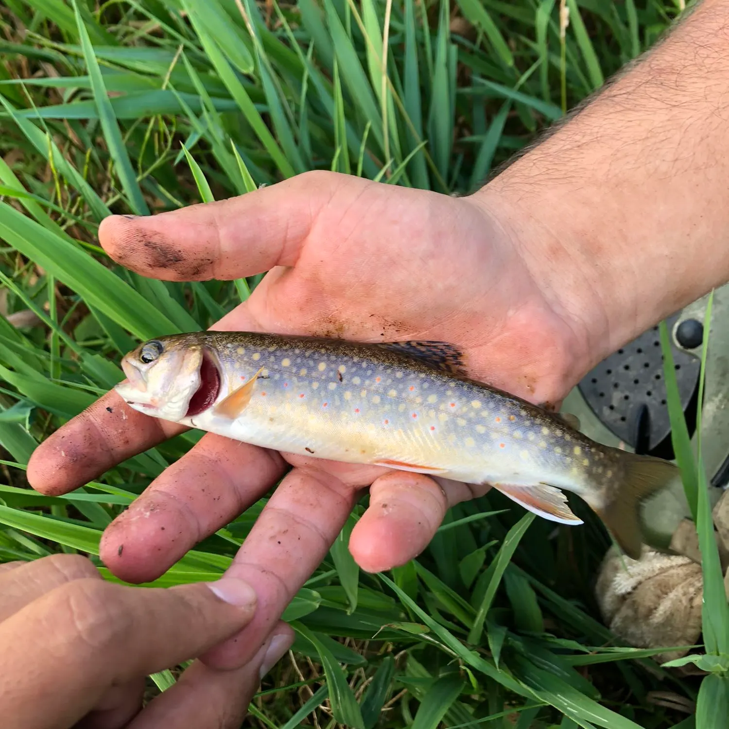 Brook trout caught on Fishbrain