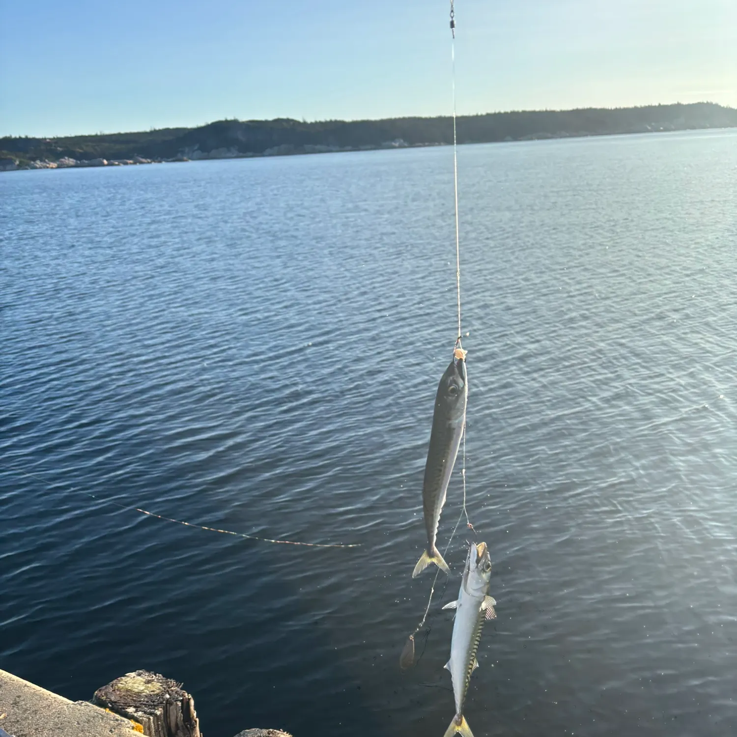 Atlantic mackerel caught on Fishbrain