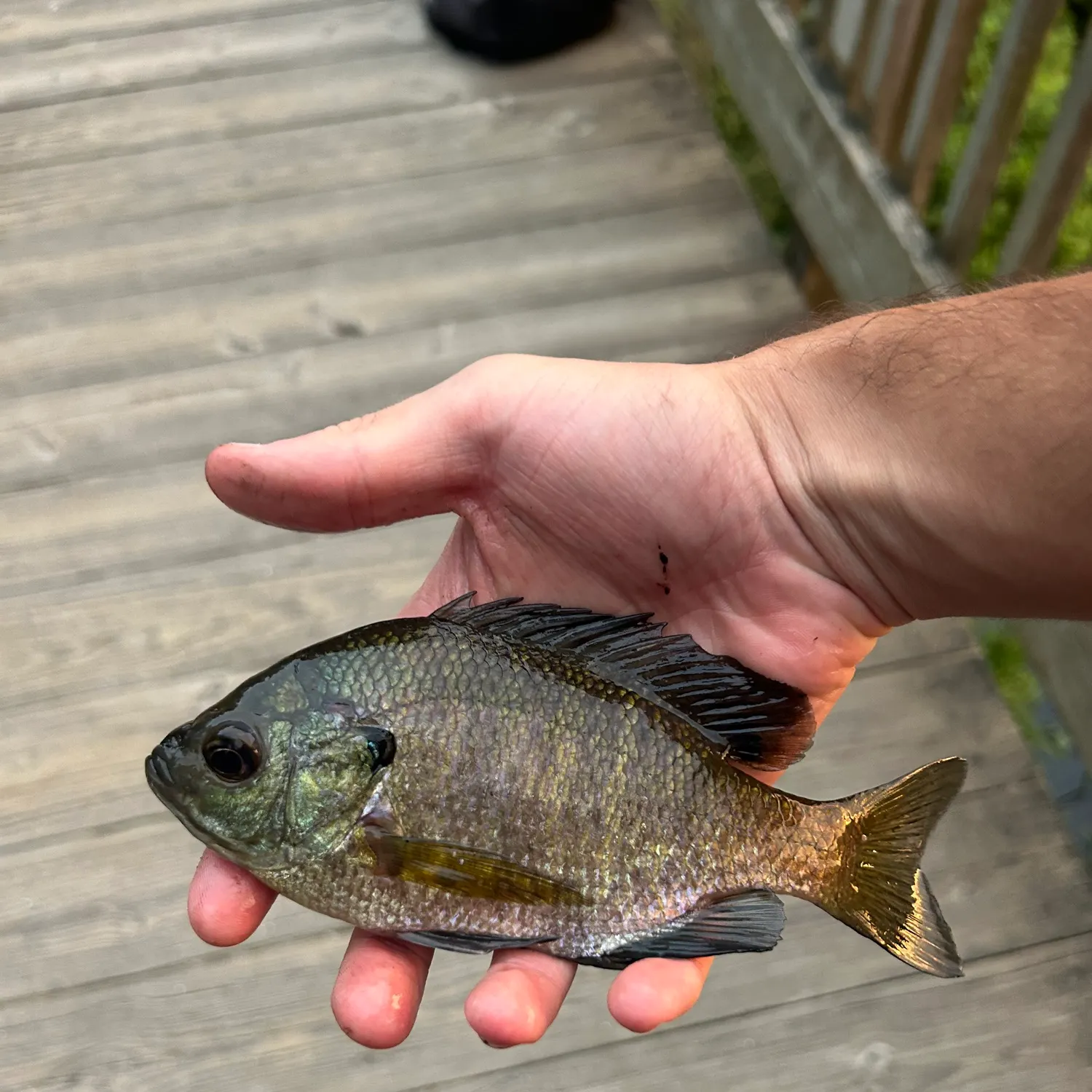 Bluegill caught on Fishbrain