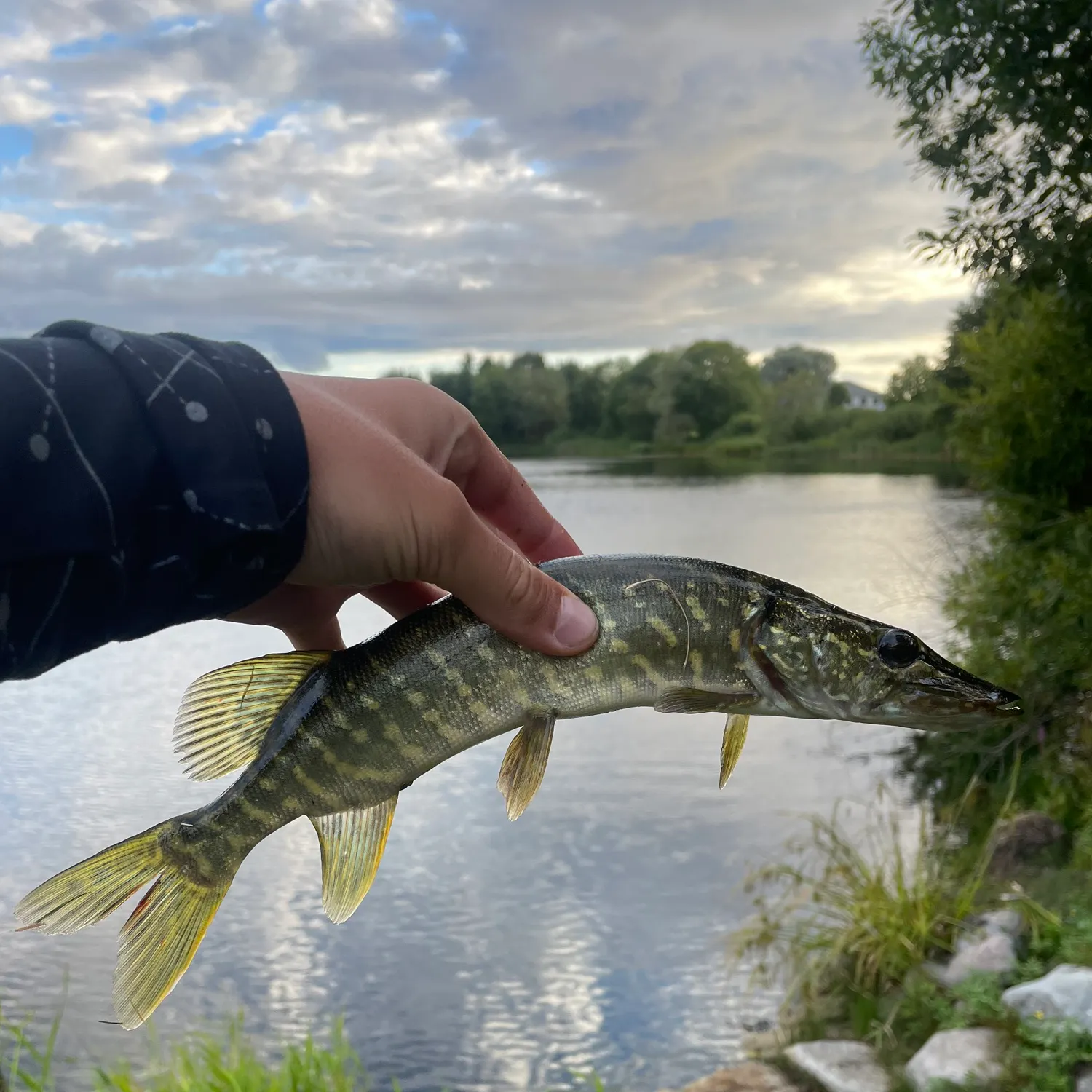 Northern pike caught on Fishbrain